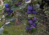 Bullace