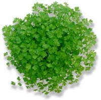 Chervil (Anthriscus cerefolium)