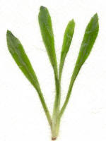Culantro (Eryngium foetidum)