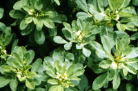 Fenugreek (Trigonella foenum-graecum)