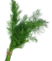 Dill (Anethum graveolens)