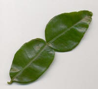 Kaffir Lime (Citrus hysterix)