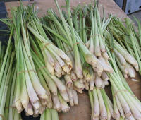 Lemon Grass (Cymbopogon citratus)