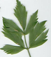 Lovage (Levisticum officinale)