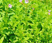 Rice Paddy Herb (Limnophilia aromatica)