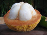 Santol