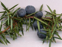 Juniper Berries