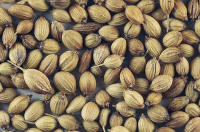 Coriander seeds