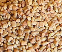 Fenugreek