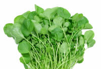 Watercress (Nasturtium offinale)